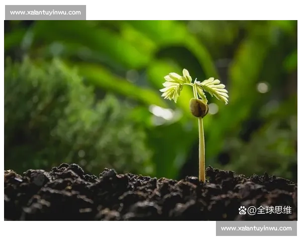 淘汰出局风云再起逆境突围命运转折下的坚持与重生之路探索新篇章 淘汰出局风云再起逆境突围命运转折下的坚持与重生之路探索新篇章
